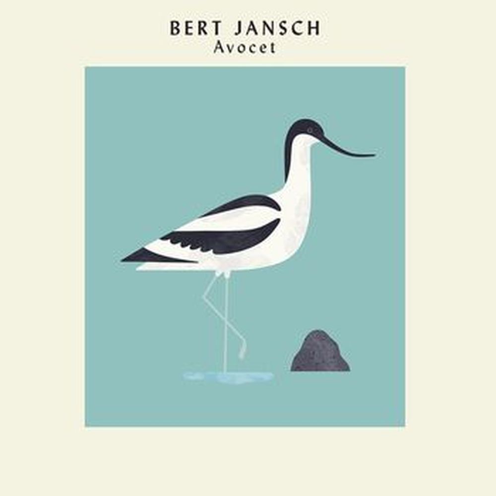 avocet