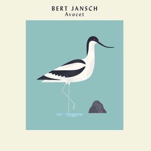 avocet